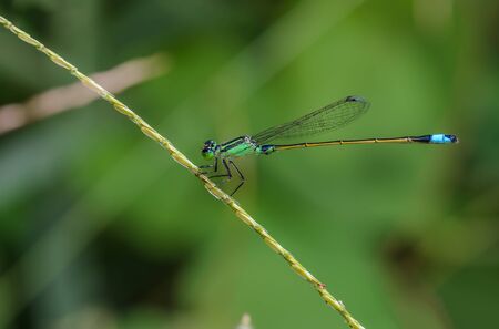 Beautiful dragonfly on leaves with green background, green dragonfly.の写真素材