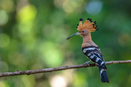 Eurasian Hoopoe or Common hoopoe(Upupa epops), The beautiful bird on branch, Bangpra Non-hunting Area,Thailandの写真素材