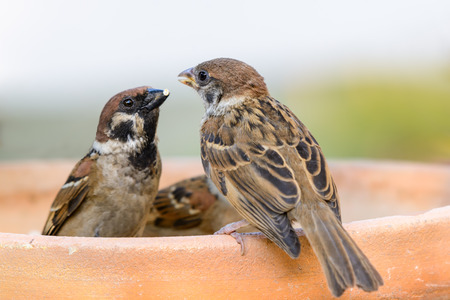 Eurasian Tree Sparrow (Passer montanus) feeding hungry babies.の写真素材
