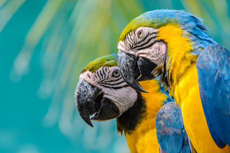 Portrait of blue-and-yellow macaw (Ara ararauna), beautiful bird with blue top parts and yellow under parts. Face detail of macaw.の写真素材