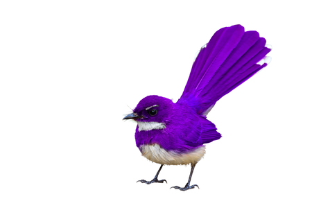 Colorful bird isolated standing with white background, purple bird.の写真素材