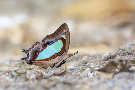 Common Nawab(Polyura athamas), beautiful butterfly was eating food in nature.の写真素材