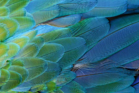 Close up of blue and yellow macaw bird's feathersの写真素材