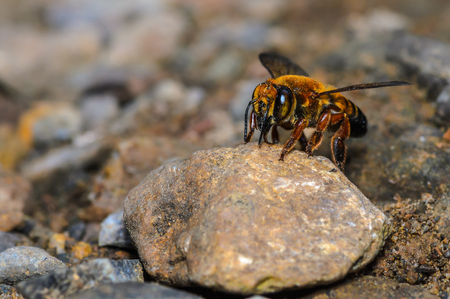 Beautiful bee on stone in nature, Thailand.の写真素材