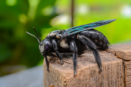 Bumble bee, beautiful bee on timber, Thailand.の写真素材