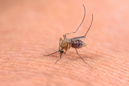 Mosquitoes sucking blood on the human skin.