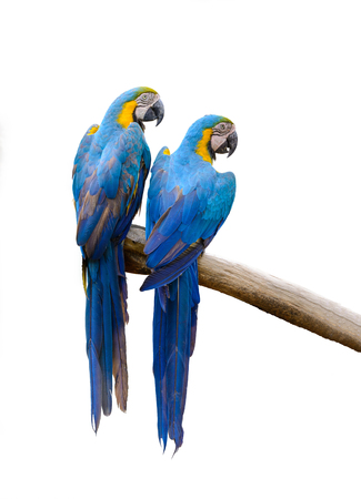 Blue and yellow macaw, colorful bird isolated on branch with white background.の写真素材