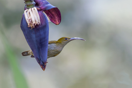 Grey-breasted Spiderhunter or Arachnothera modesta, beautiful bird was eating blossom of the banana tree.の写真素材