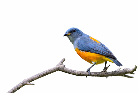 Orange-bellied Flowerpecker or Dicaeum trigonostigma, beautiful bird on branch in Thailand.の写真素材