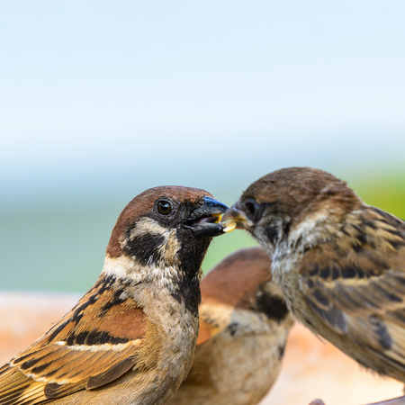 Eurasian tree sparrow(passer montanus), beautiful bird feeding her baby in Thailand.