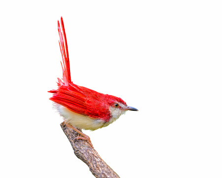 Colorful  bird isolate on branch with white background, red bird.の写真素材