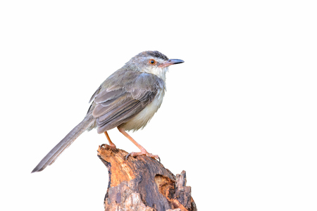 Plain Prinia or White-browed Prinia or Prinia inornata, beautiful bird isolated on branch with white background.の写真素材