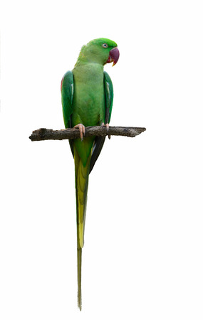 Alexandrine parakeet or Alexandrine parrot or Psittacula eupatria, beautiful green bird isolated on branch with white background.の写真素材