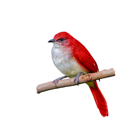 Red bird isolated on branch with white background.の写真素材