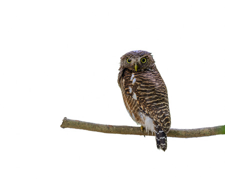 Asian barred owlet or Glaucidium cuculoides, beautiful bird isolated on branch with white background.の写真素材