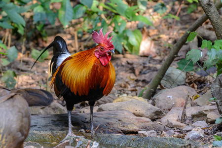 Red Junglefowl or Gallus gallus spadiceus, beautiful chicken was scratching for food on the ground in forest, Thailand.の写真素材