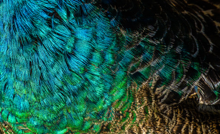Colorful of Green Peafowl bird's feathers, exotic nature background and texture.の写真素材