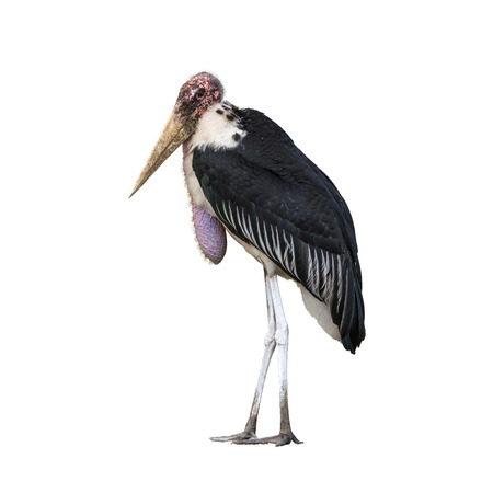 Lesser adjutant stork or Leptoptilos javanicus, beautiful black bird isolated standing on ground with white background in Safari world, Thailand.の写真素材