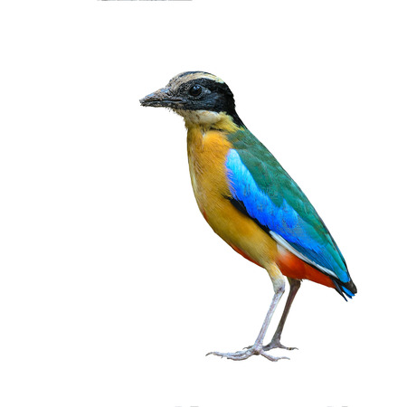 Blue-winged Pitta or Pitta moluccensis, colorful bird isolated standing on ground with white background, Thailand.の写真素材