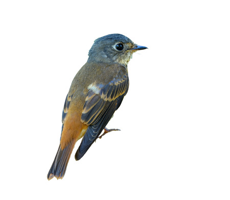 Ferruginous Flycatcher or Muscicapa ferruginea, beautiful bird isolated with white background   Thailand.の写真素材