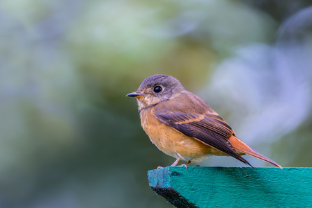 Ferruginous Flycatcher or Muscicapa ferruginea, beautiful bird standing on green wood with blur background in Thailand.の写真素材