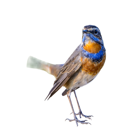 Bluethroat or Luscinia svecica, beautiful colorful bird isolated standing  with white background and...