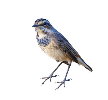 Bluethroat or Luscinia svecica, beautiful brown bird isolated standing with white background