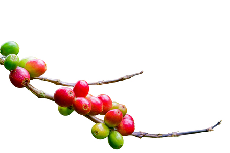 Coffee cherries isolated on branch with white background and clipping path in North Thailand.の写真素材