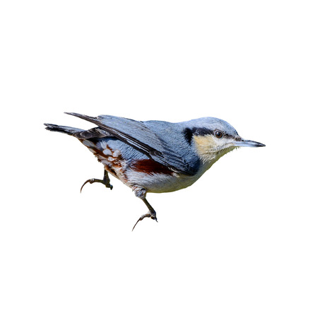 Chestnut-vented Nuthatch or Sitta nagaensis, beautiful bird isolated with white backgroundの写真素材