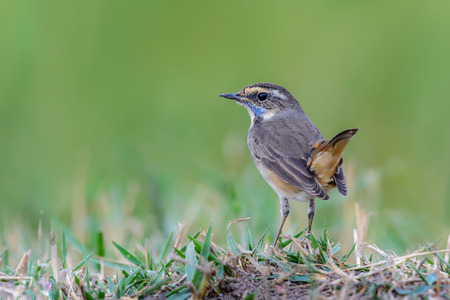 Bluethroat or Luscinia svecica, beautiful brown bird standing on ground with green background in...