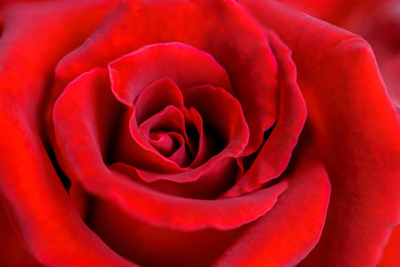 Rose, beautiful red flower with green background, Thailand.の写真素材