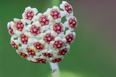Hoya kerrii, beautiful flower with green blur background in nature, Thailand.の写真素材