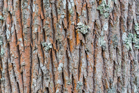 Dry tree bark texture background of Pine at Northern Thailand.