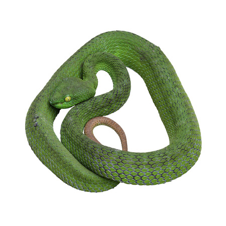 Large-eyed Green Pitviper or Trimeresurus [Cryptelytrops] macrops Krammer, Green pit vipers or Asian pit vipers on white background in Thailand and clipping path.の写真素材