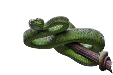 Large-eyed Green Pitviper or Trimeresurus [Cryptelytrops] macrops Krammer, green Green pit vipers or Asian pit vipers on branch with green background in Thailand and clipping path.の写真素材