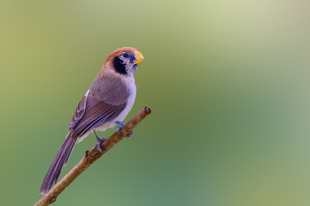 Spot-breasted Parrotbill or Paradoxornis guttaticollis, beautiful brown bird perching on branch with green background at Doi sun juh, Thailand.の写真素材