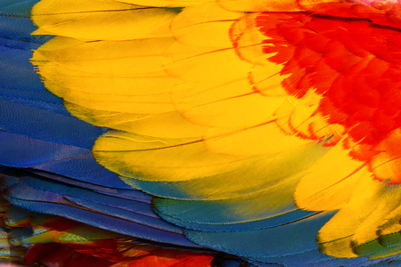 Close up of Scarlet Macaw macaw bird's feathers, exotic nature background and texture.の写真素材