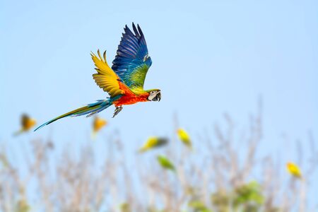 Green wing macaw ,colorful bird flying with blue sky background.の写真素材