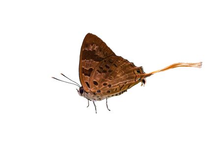 Plane or Bindahara phocides phocides (Fabricius, 1793) , beautiful brown butterfly feeding on white flower on black background in Pang Sida National Park, Sa Kaeo , Thailand.の写真素材