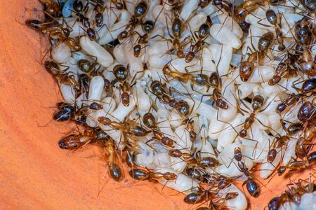 The Yellow Crazy Ant or Anoplolepis gracilipes , orange ants and eggs in nest.の写真素材