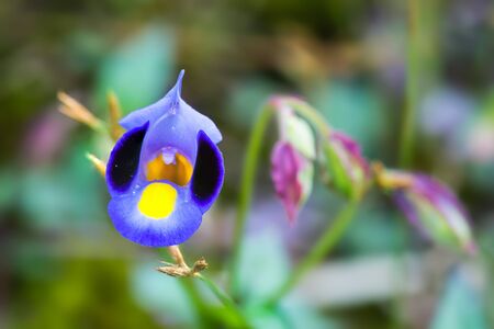 Wishbone flower or Bluewings or Torenia (Torenia fournieri Linden. Exe. Fourn.), beautiful purple...