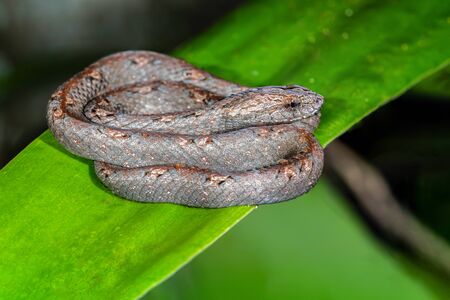 Common Mock Viper or Psammodynastes pulverulentus (Boie, 1827), beautiful gray snake stripes coiling...