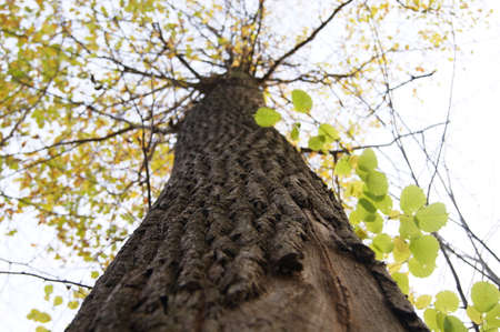 treesの写真素材