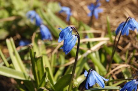 bluebell flowersの写真素材