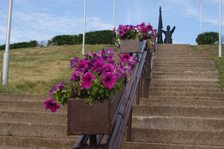 flowerの写真素材