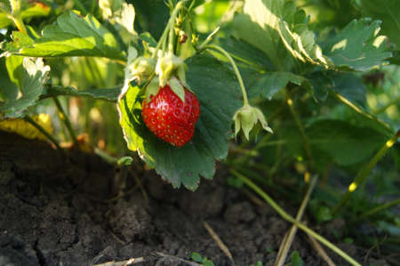 strawberryの写真素材