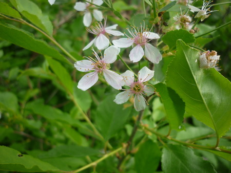 cherryの写真素材