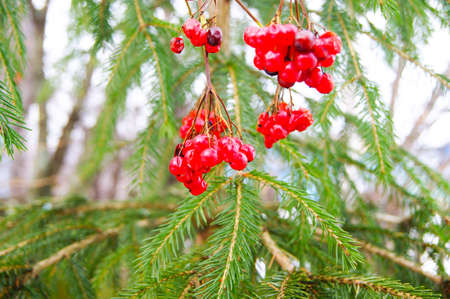 viburnum