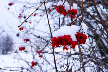 viburnumの写真素材