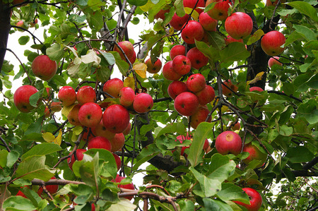 appleの写真素材